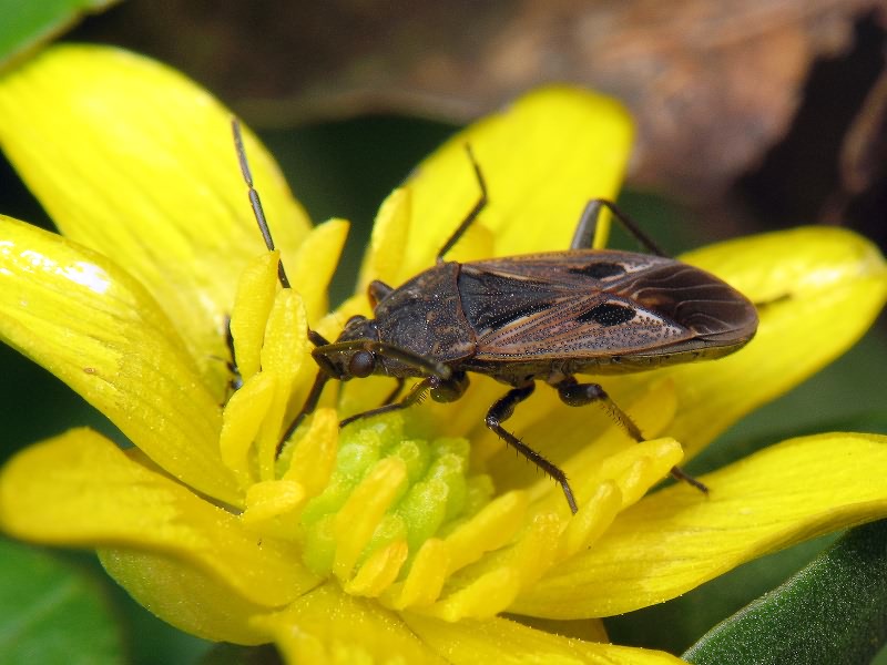 Rhyparochromus pini (Linnaeus, 1758)